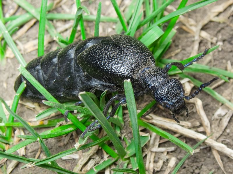 Meloe proscarabaeus Linnaeus, 1758